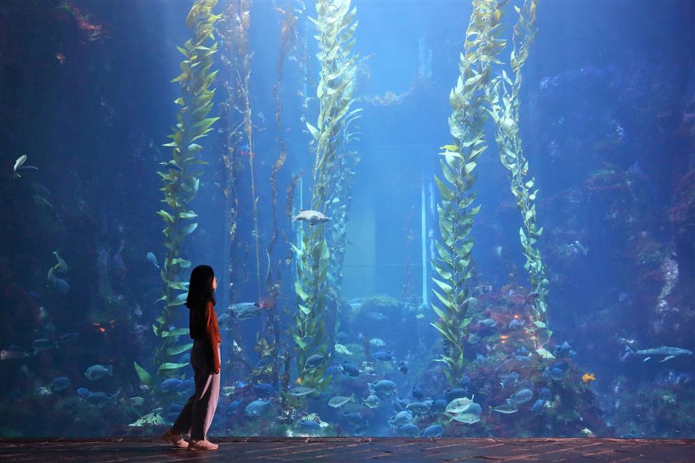 東海道人書 茶掛 （林籟俄驚六月秋 松濤忽捲三更両） 新北旅遊]來趟深澳鐵道自行車半日遊，搭乘河豚列車穿越星空隧道，