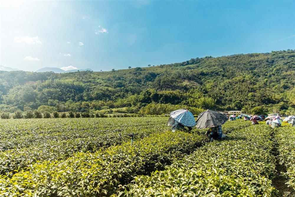La Vie 台東旅遊與紅烏龍品茗報導縮圖