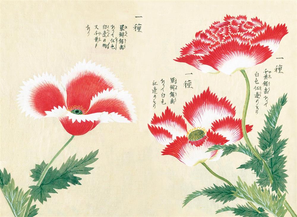 江戶時代的優美工筆畫！日本最早彩色植物圖鑑精選| La Vie